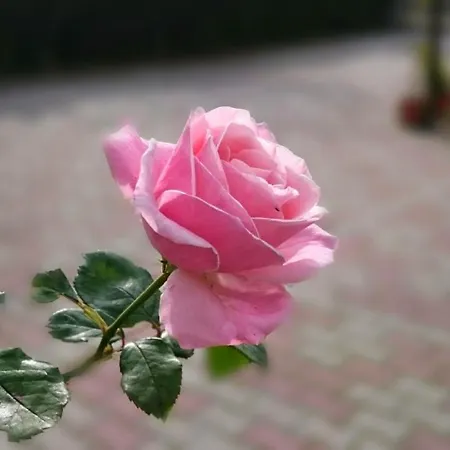 Casa Vacanze A Due Passi Da Loreto, Ed Il Mare 카스텔피다르도