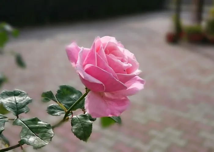 Casa Vacanze A Due Passi Da Loreto, Ed Il Mare Castelfidardo